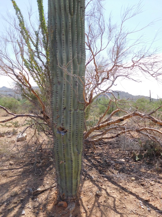 Armed Cactus